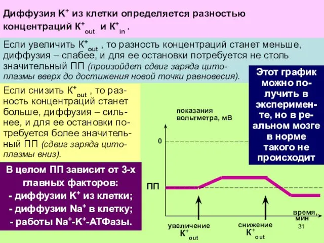 Такой вход Na+ ведет к сдвигу заряда цитоплазмы вверх и частичной