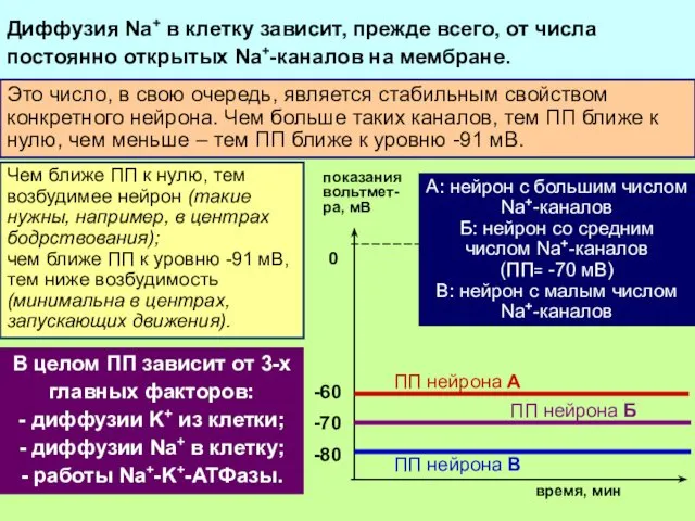 Такой вход Na+ ведет к сдвигу заряда цитоплазмы вверх и частичной