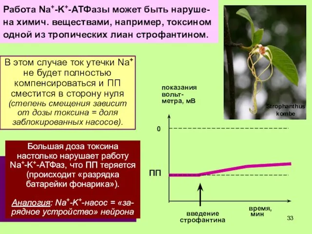 В целом ПП зависит от 3-х главных факторов: - диффузии K+