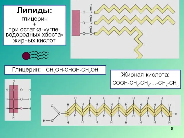 Липиды: глицерин + три остатка-«угле- водородных хвоста» жирных кислот