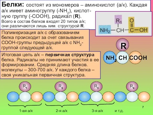 Белки: состоят из мономеров – аминокислот (а/к). Каждая а/к имеет аминогруппу