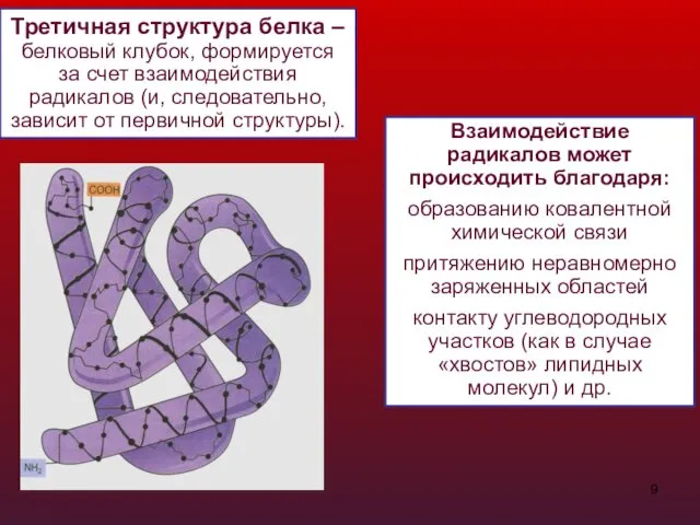 Третичная структура белка – белковый клубок, формируется за счет взаимодействия радикалов