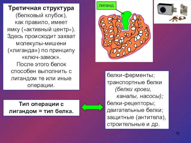 Третичная структура (белковый клубок), как правило, имеет ямку («активный центр»). Здесь