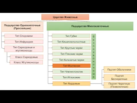 Подцарство Одноклеточные (Простейшие) Подцарство Многоклеточные Тип Саркодовые и жгутиконосцы Тип Инфузории