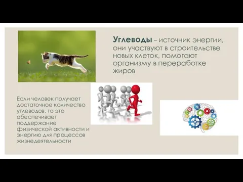 Углеводы – источник энергии, они участвуют в строительстве новых клеток, помогают