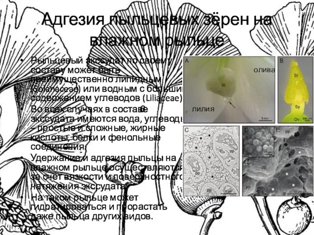 Адгезия пыльцевых зёрен на влажном рыльце Рыльцевый экссудат по своему составу