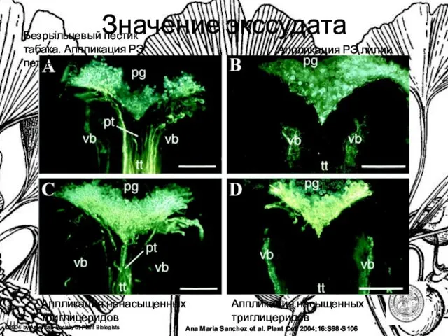 Ana Maria Sanchez et al. Plant Cell 2004;16:S98-S106 ©2004 by American