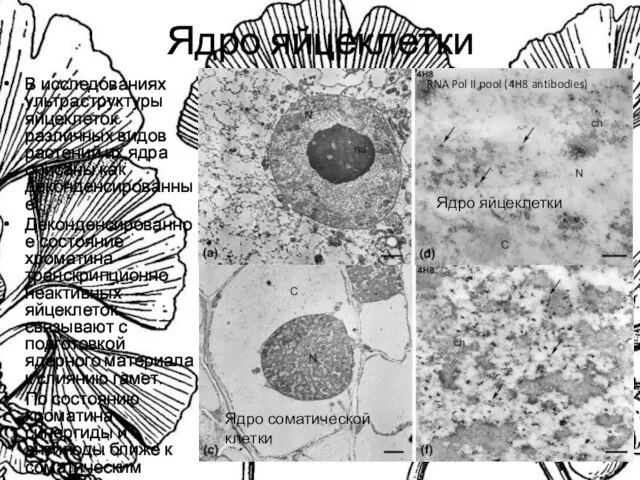 Ядро яйцеклетки В исследованиях ультраструктуры яйцеклеток различных видов растений их ядра