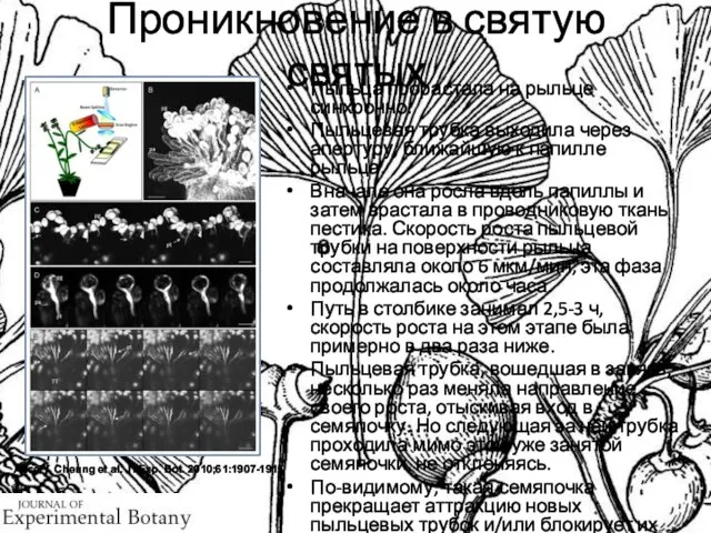 Alice Y. Cheung et al. J. Exp. Bot. 2010;61:1907-1915 Проникновение в