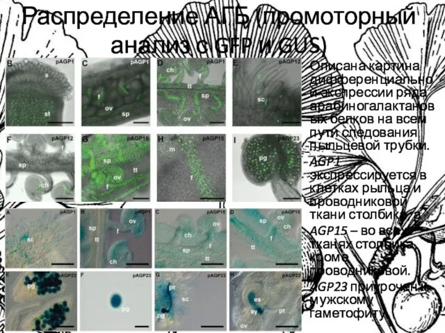 Распределение АГБ (промоторный анализ с GFP и GUS) Описана картина дифференциальной