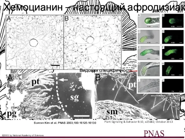 Sunran Kim et al. PNAS 2003;100:16125-16130 ©2003 by National Academy of