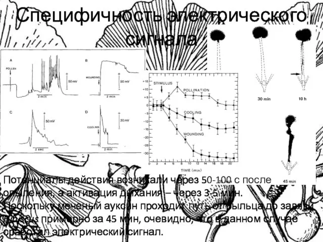 Специфичность электрического сигнала Потенциалы действия возникали через 50-100 с после опыления,