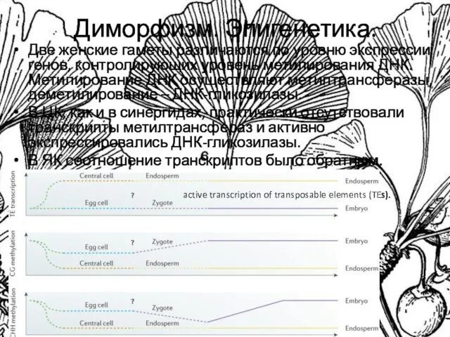 Диморфизм. Эпигенетика. Две женские гаметы различаются по уровню экспрессии генов, контролирующих