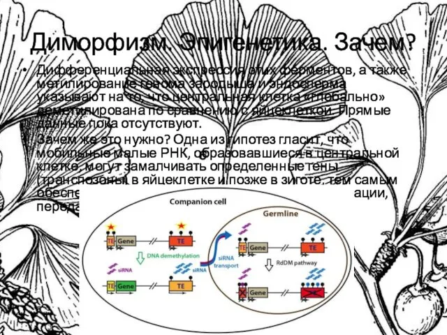 Диморфизм. Эпигенетика. Зачем? Дифференциальная экспрессия этих ферментов, а также метилирование генома