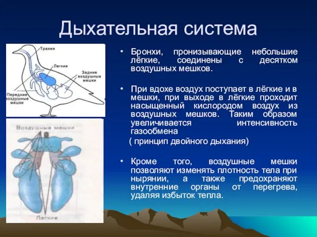 Дыхательная система Бронхи, пронизывающие небольшие лёгкие, соединены с десятком воздушных мешков.