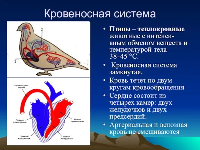 Кровеносная система Птицы – теплокровные животные с интенси-вным обменом веществ и