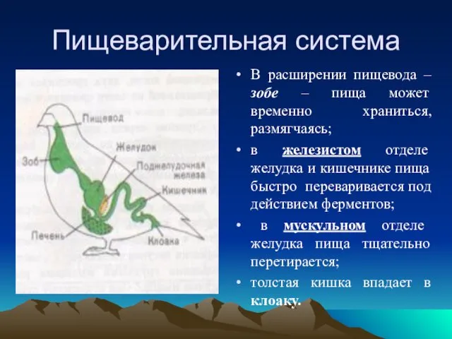 Пищеварительная система В расширении пищевода – зобе – пища может временно