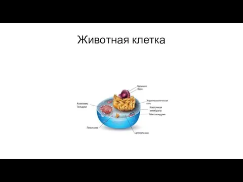 Животная клетка