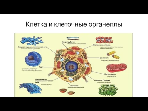 Клетка и клеточные органеллы