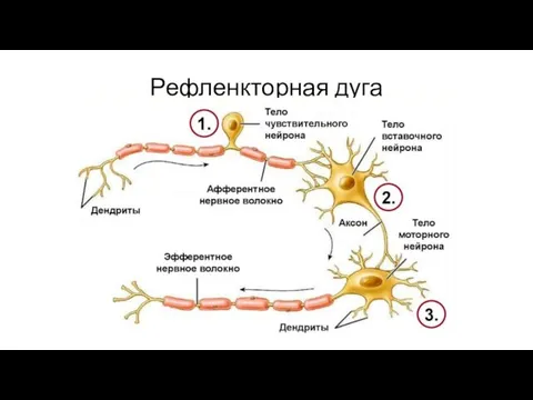 Рефленкторная дуга