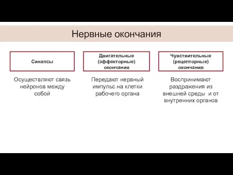 Нервные окончания Осуществляют связь нейронов между собой Синапсы Двигательные (эффекторные) окончания