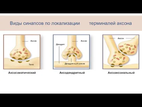 Виды синапсов по локализации терминалей аксона Аксосоматический Аксодендритный Аксоаксональный Аксон Аксон Аксон Дендрит Тело Дендритный шипик