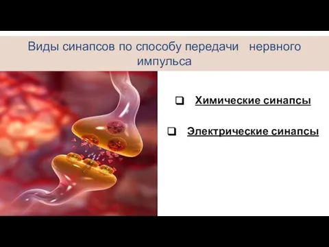 Химические синапсы Электрические синапсы Виды синапсов по способу передачи нервного импульса