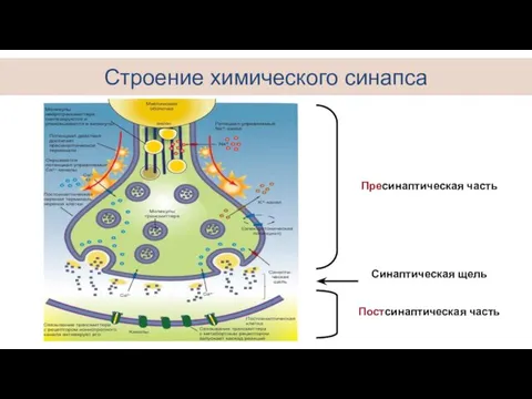 Строение химического синапса Пресинаптическая часть Синаптическая щель Постсинаптическая часть