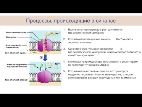 Процессы, происходящие в синапсе Волна деполяризации распространяется по пресинаптической мембране Открываются