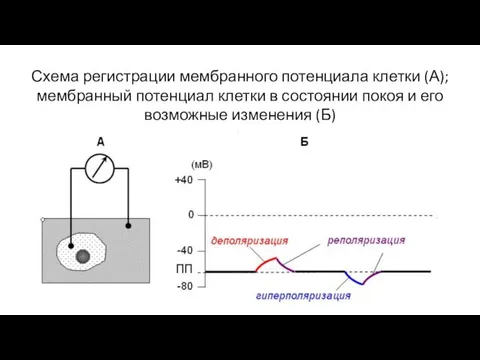 Схема регистрации мембранного потенциала клетки (А); мембранный потенциал клетки в состоянии