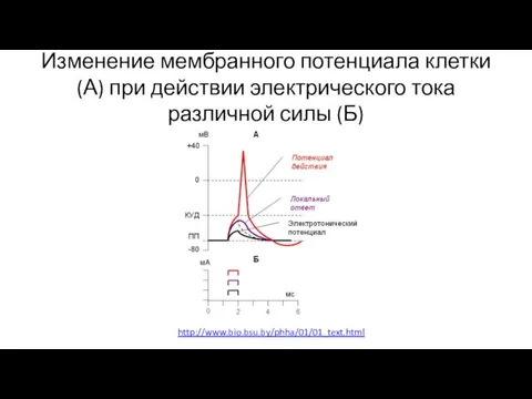 Изменение мембранного потенциала клетки (А) при действии электрического тока различной силы (Б) http://www.bio.bsu.by/phha/01/01_text.html