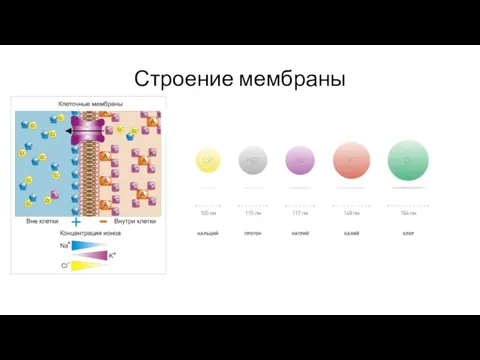 Строение мембраны