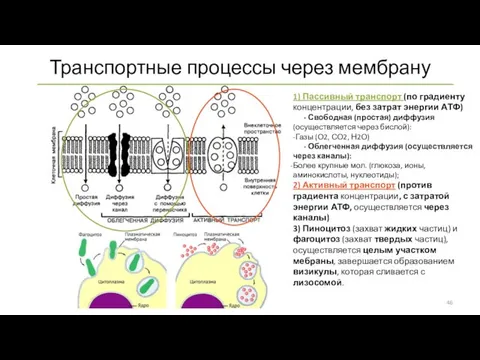 Транспортные процессы через мембрану 1) Пассивный транспорт (по градиенту концентрации, без