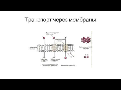 Транспорт через мембраны