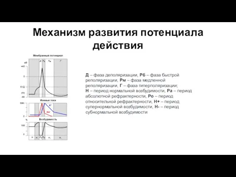 Механизм развития потенциала действия Д – фаза деполяризации, Рб – фаза