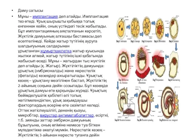 Даму сатысы Мұны – имплантация деп атайды. Имплантация тез өтеді. Ұрық