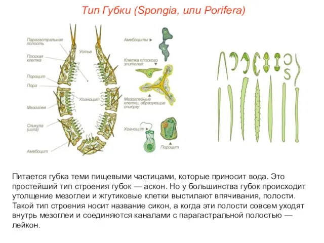 Питается губка теми пищевыми частицами, которые приносит вода. Это простейший тип
