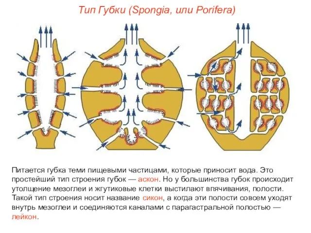 Питается губка теми пищевыми частицами, которые приносит вода. Это простейший тип