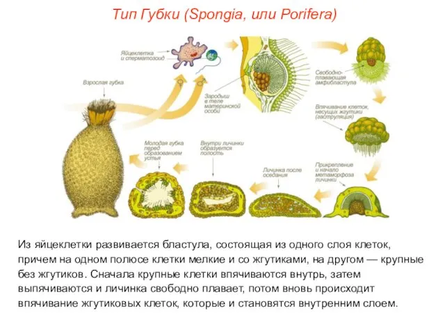 Из яйцеклетки развивается бластула, состоящая из одного слоя клеток, причем на