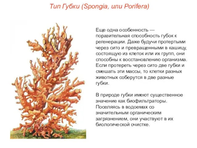 Еще одна особенность — поразительная способность губок к регенерации. Даже будучи