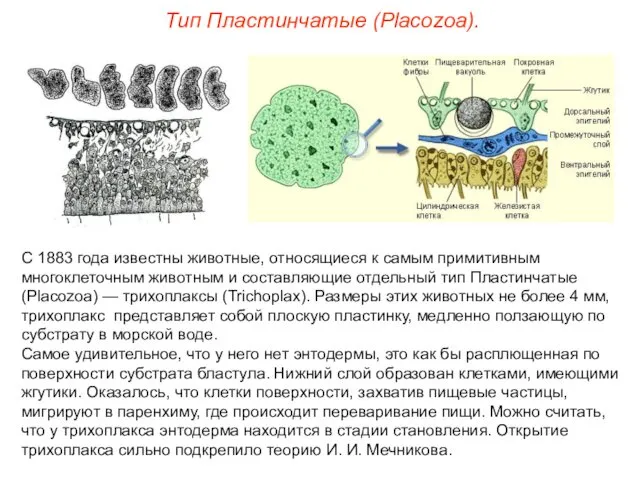 С 1883 года известны животные, относящиеся к самым примитивным многоклеточным животным