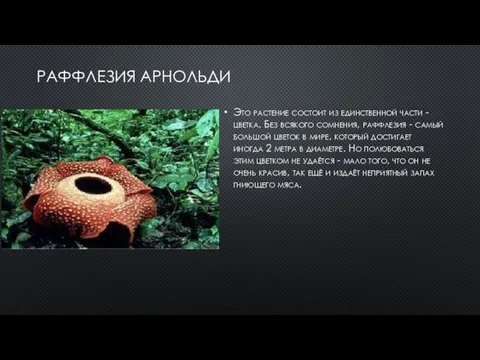 РАФФЛЕЗИЯ АРНОЛЬДИ Это растение состоит из единственной части - цветка. Без