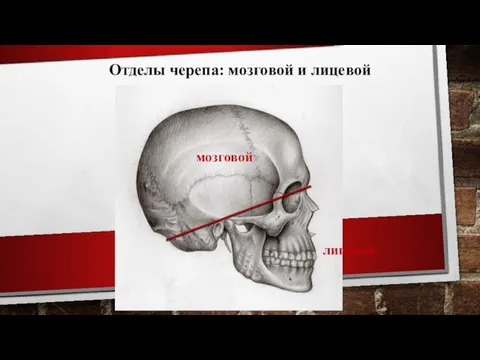 СКЕЛЕТ ГОЛОВЫ – ЧЕРЕП (CRANIUM) Отделы черепа: мозговой и лицевой мозговой лицевой