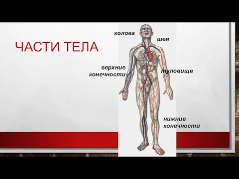 ЧАСТИ ТЕЛА шея туловище верхние конечности нижние конечности голова