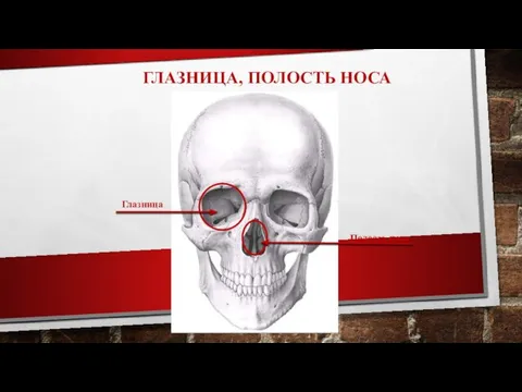 ГЛАЗНИЦА, ПОЛОСТЬ НОСА Глазница Полость носа