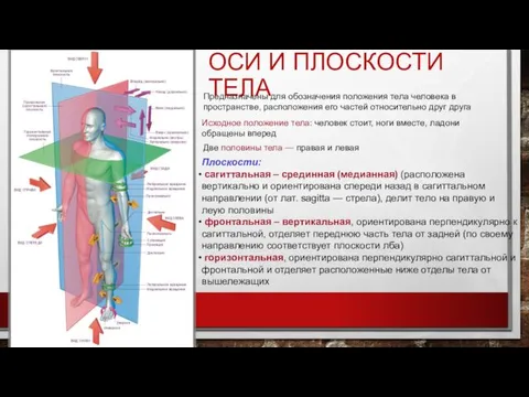 ОСИ И ПЛОСКОСТИ ТЕЛА Предназначены для обозначения положения тела человека в