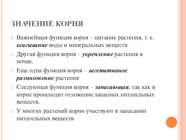 ЗНАЧЕНИЕ КОРНЯ Важнейшая функция корня – питание растения, т. е. всасывание