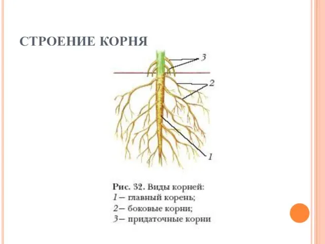 СТРОЕНИЕ КОРНЯ