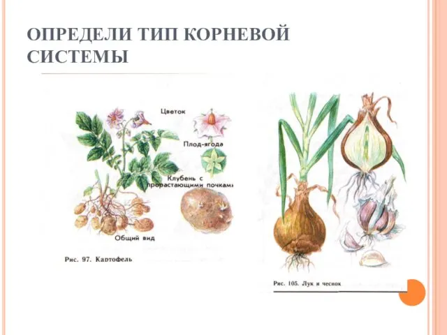 ОПРЕДЕЛИ ТИП КОРНЕВОЙ СИСТЕМЫ