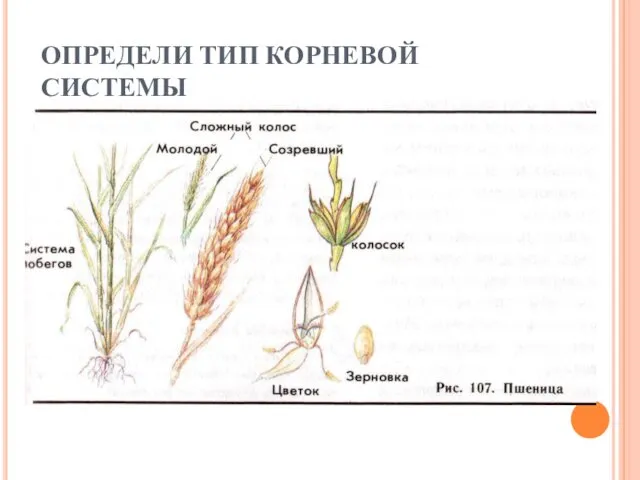 ОПРЕДЕЛИ ТИП КОРНЕВОЙ СИСТЕМЫ